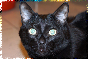 Черный кот DHE